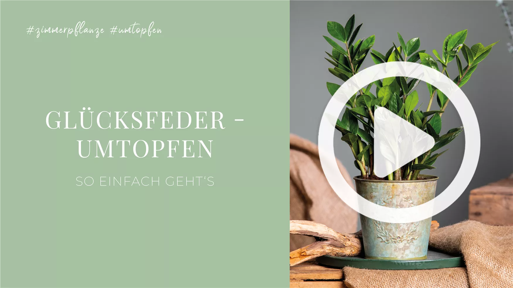 Glücksfeder - Umtopfen Glücksfeder - Umtopfen