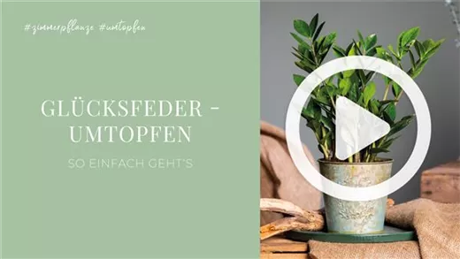 Glücksfeder - Umtopfen