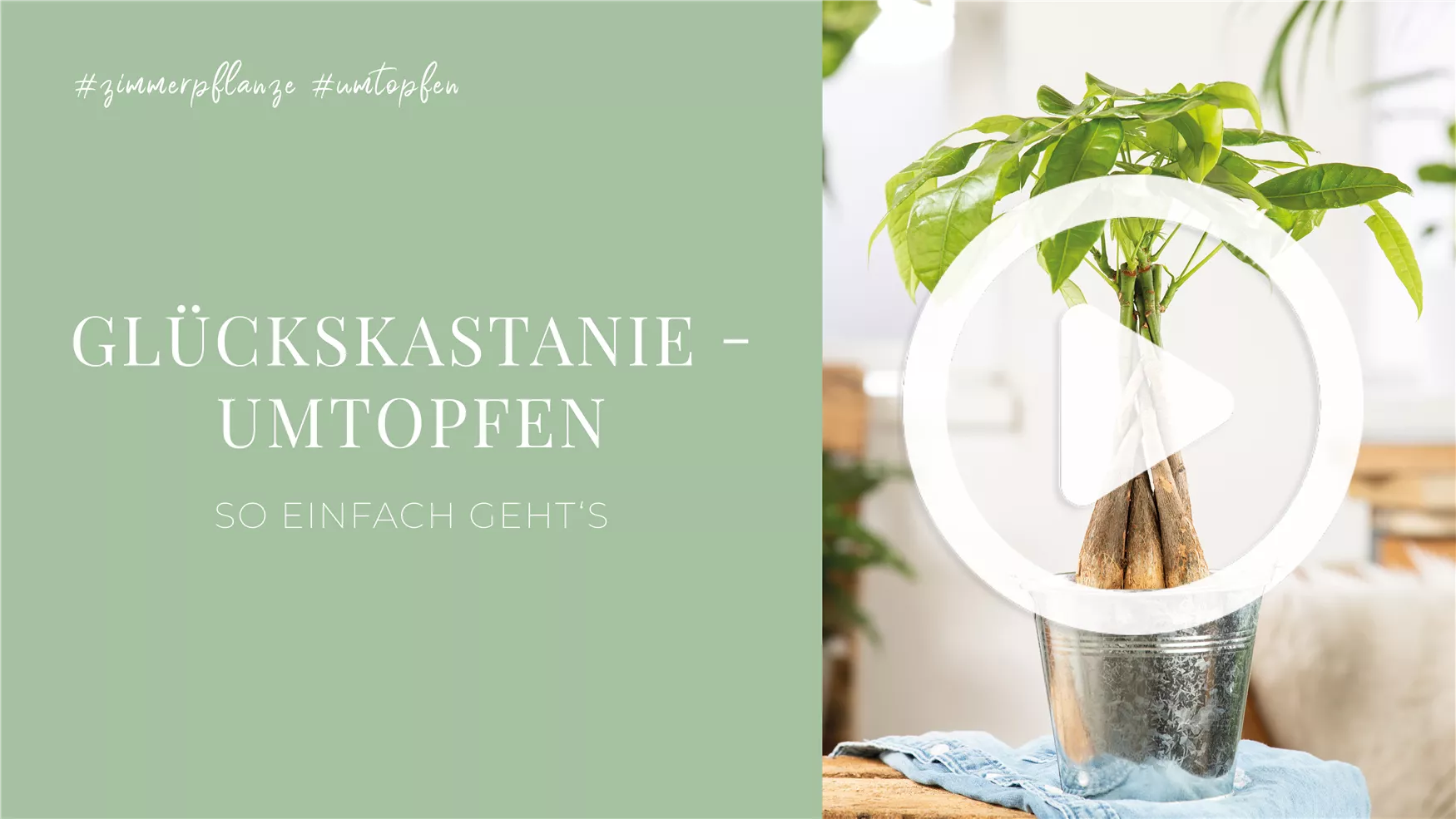 Glückskastanie - Umtopfen Glückskastanie - Umtopfen