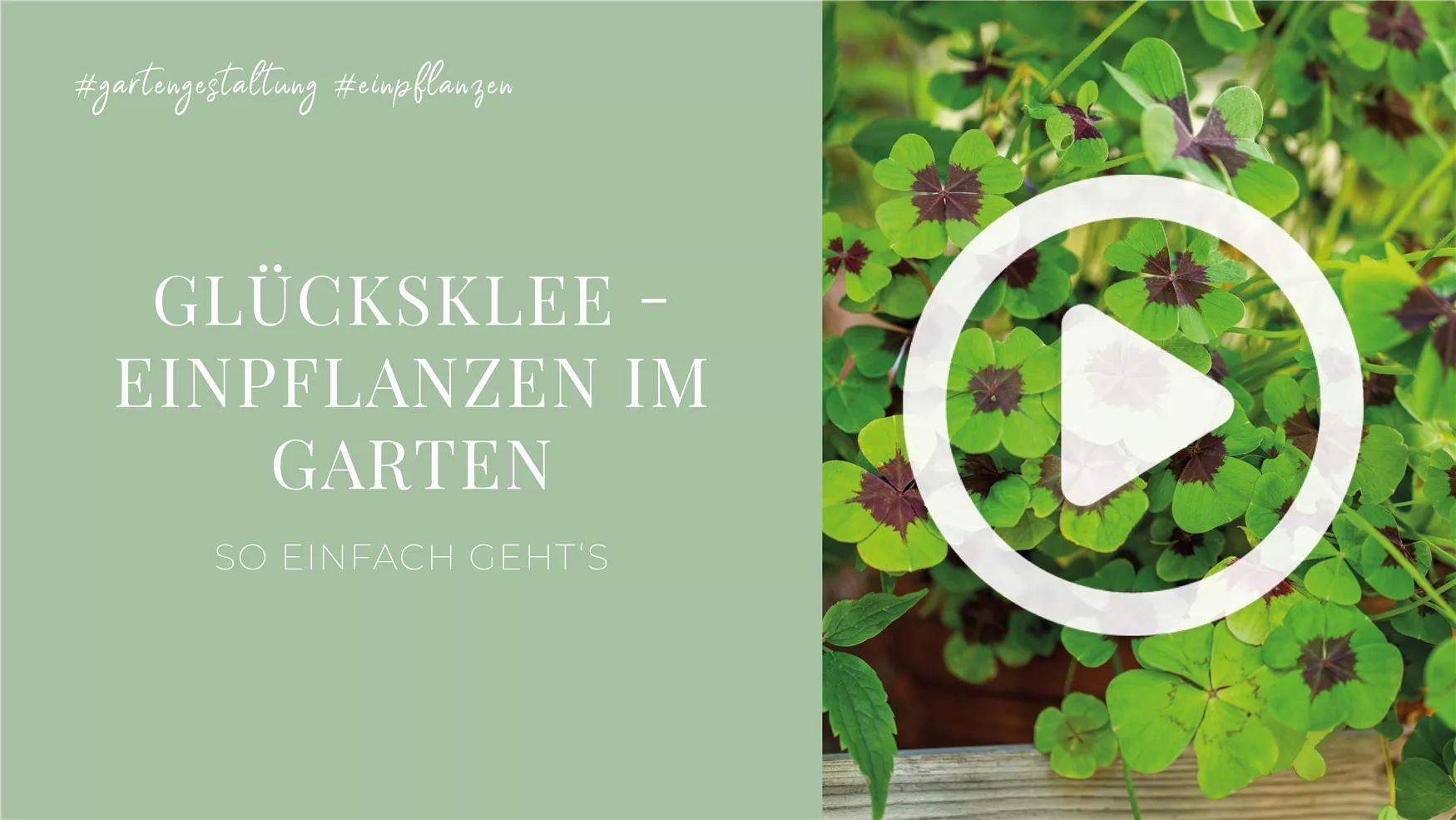 Glücksklee - Einpflanzen im Garten Glücksklee - Einpflanzen im Garten