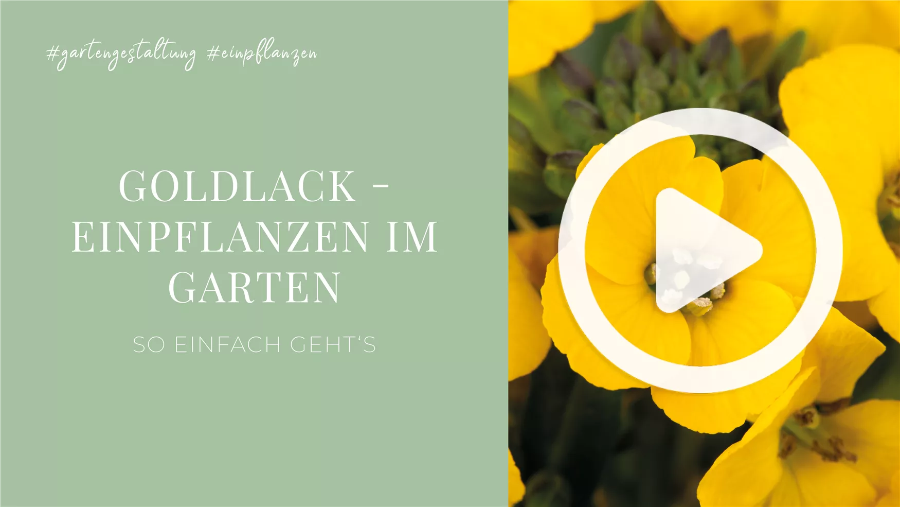 Goldlack - Einpflanzen im Garten Goldlack - Einpflanzen im Garten