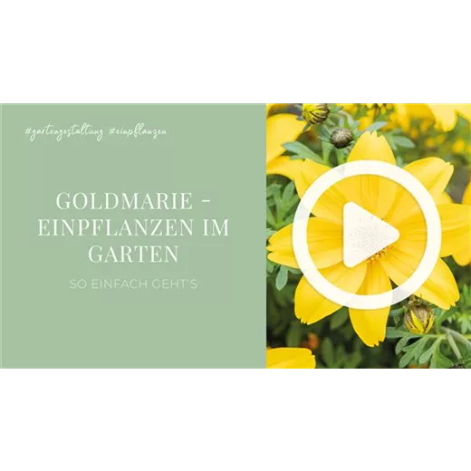 Goldmarie - Einpflanzen im Garten