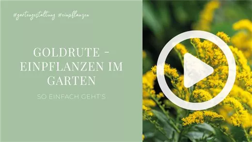 Goldrute - Einpflanzen im Garten