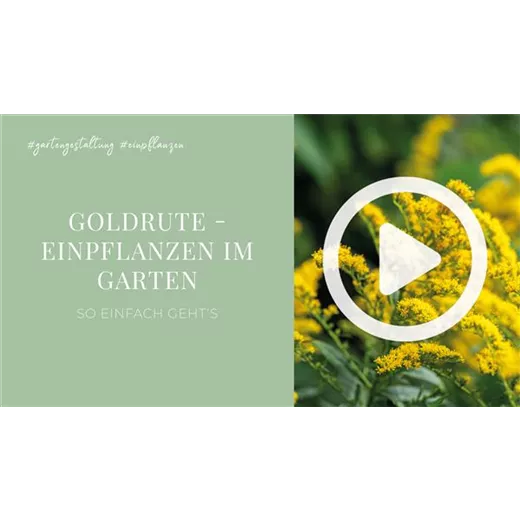 Goldrute - Einpflanzen im Garten Goldrute - Einpflanzen im Garten