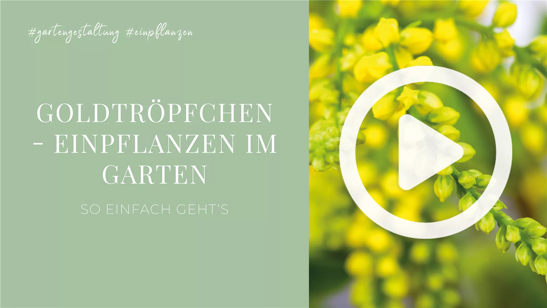Goldtröpfchen - Einpflanzen im Garten Goldtröpfchen - Einpflanzen im Garten