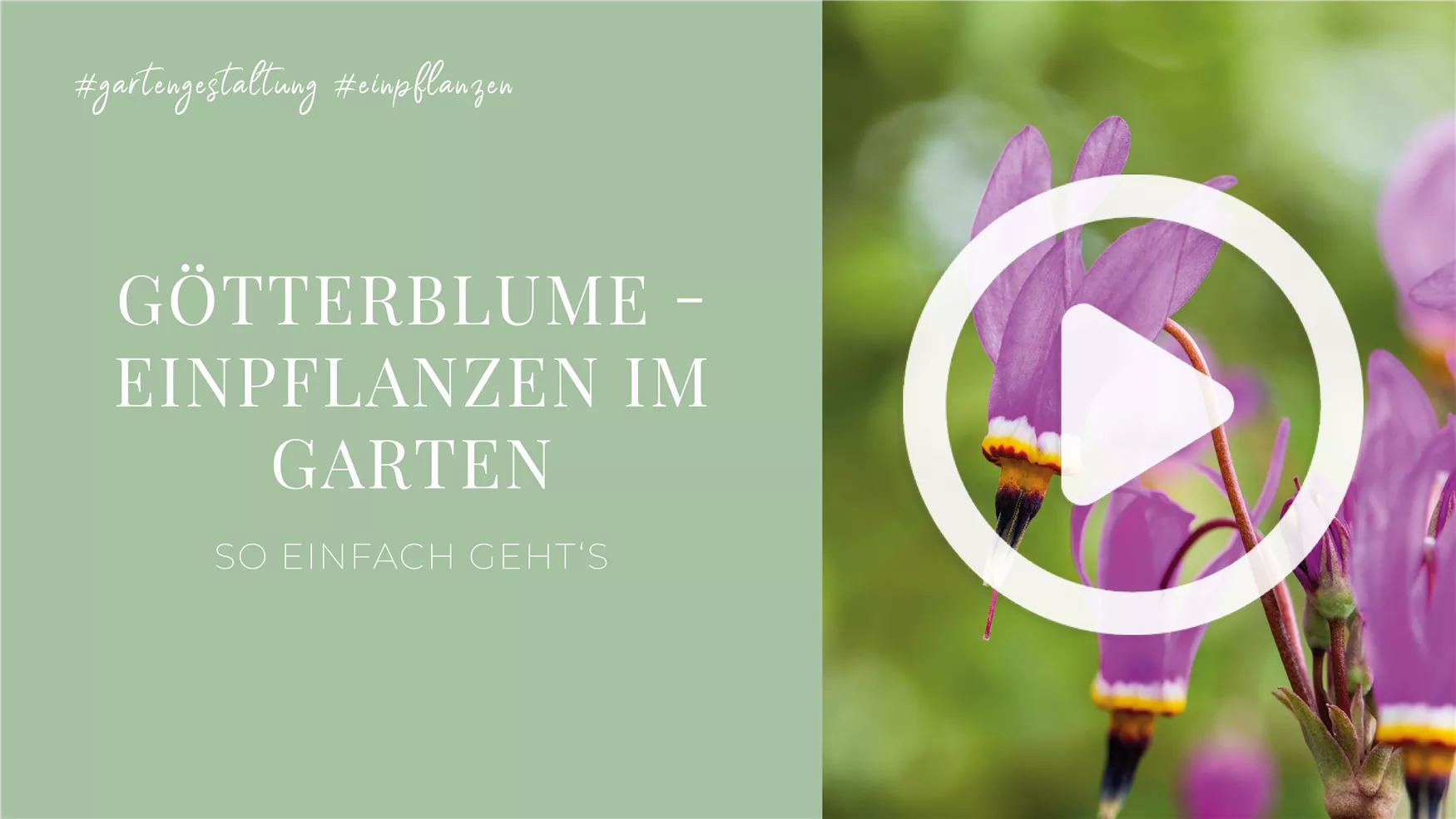Götterblume - Einpflanzen im Garten Götterblume - Einpflanzen im Garten
