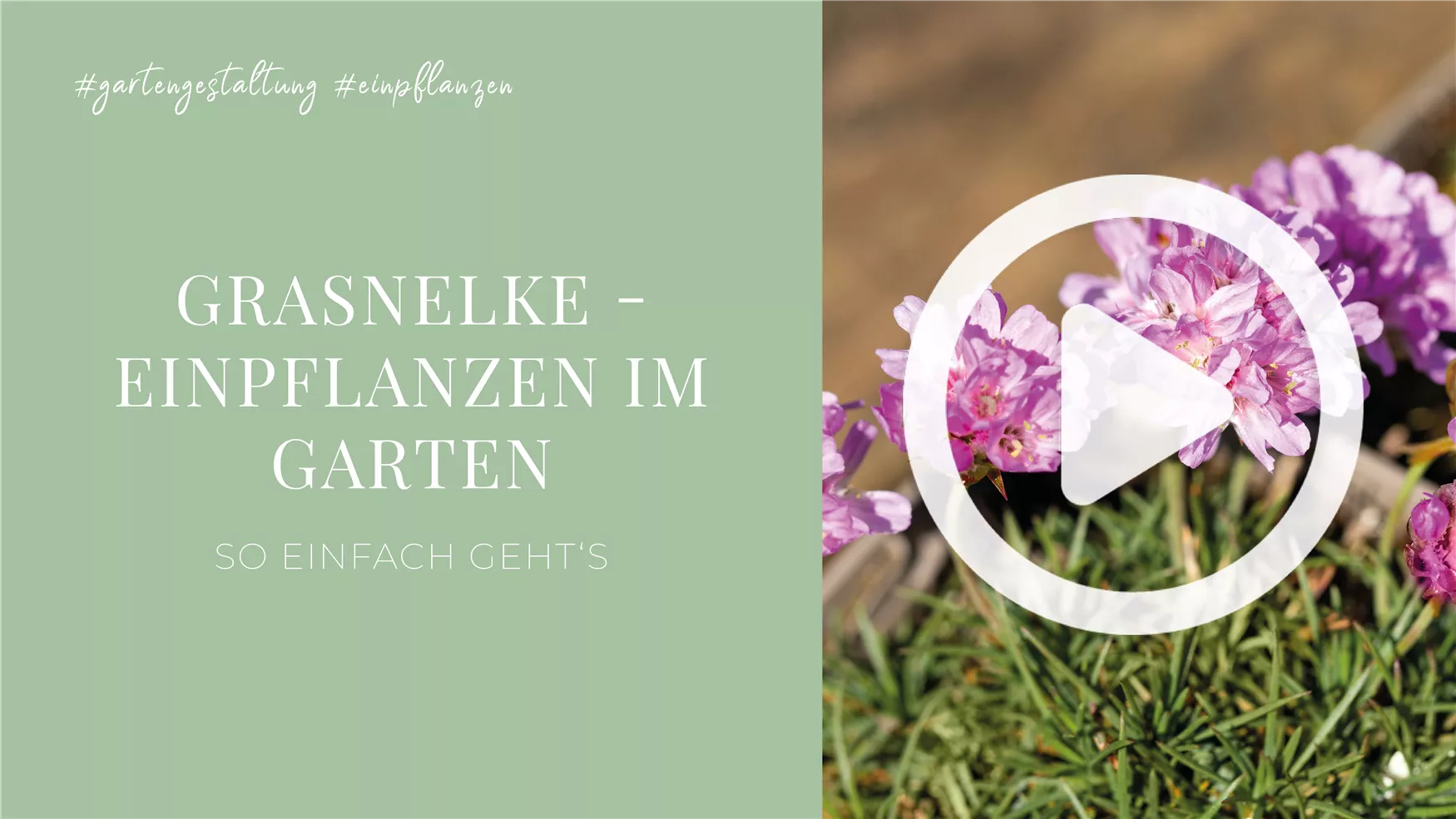 Grasnelke - Einpflanzen im Garten Grasnelke - Einpflanzen im Garten
