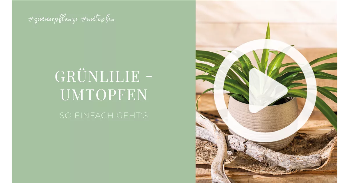 Grnlilie - Umtopfen