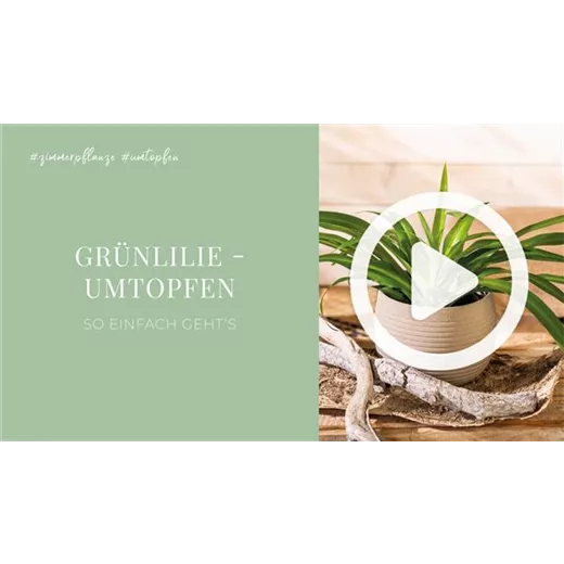 Grünlilie - Umtopfen
