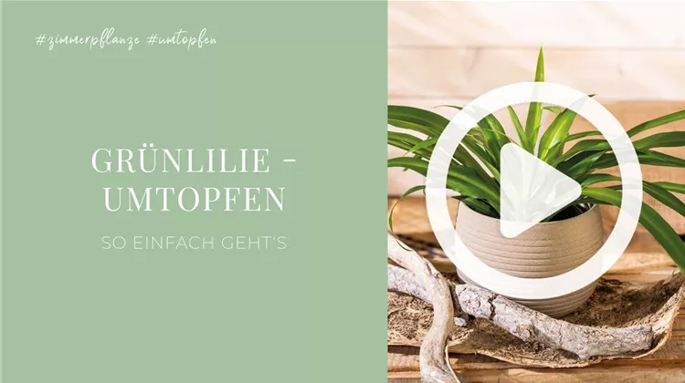 esqueleto monstera Monstera 'Esqueleto'