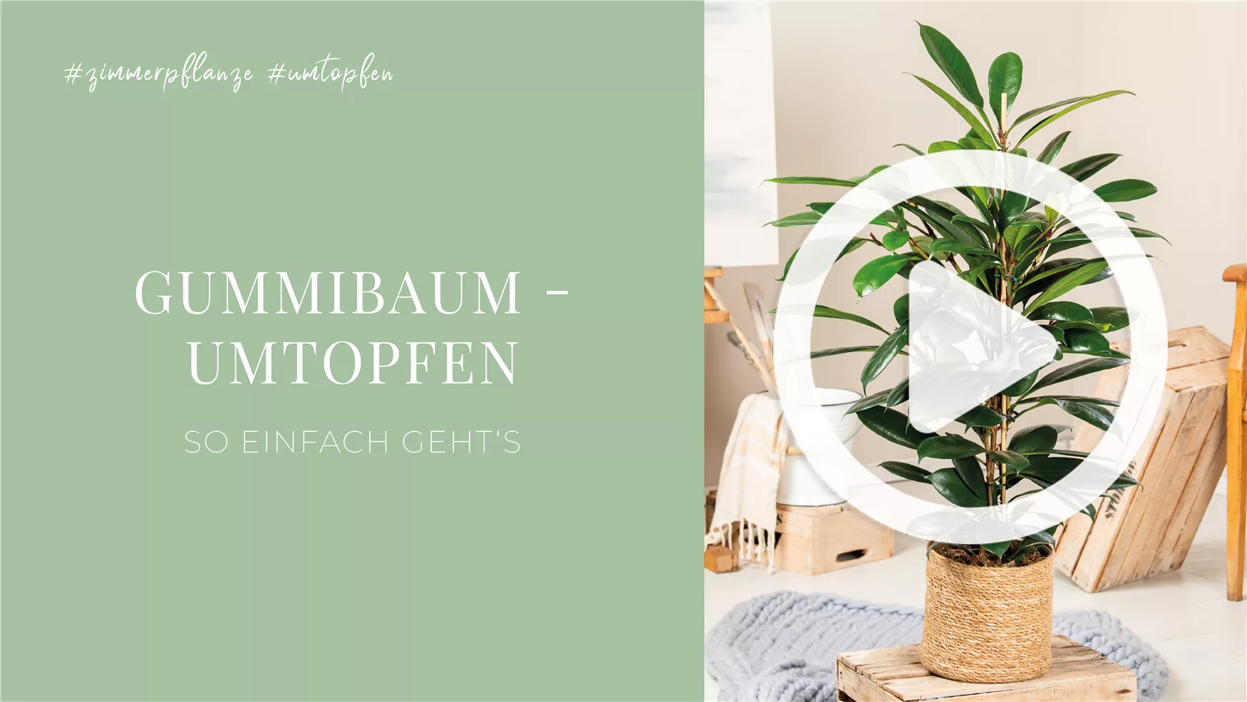 Gummibaum - Umtopfen Gummibaum - Umtopfen