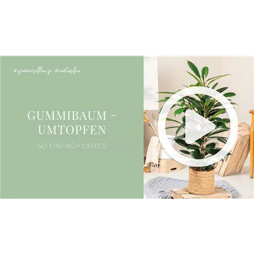 Gummibaum - Umtopfen Gummibaum - Umtopfen