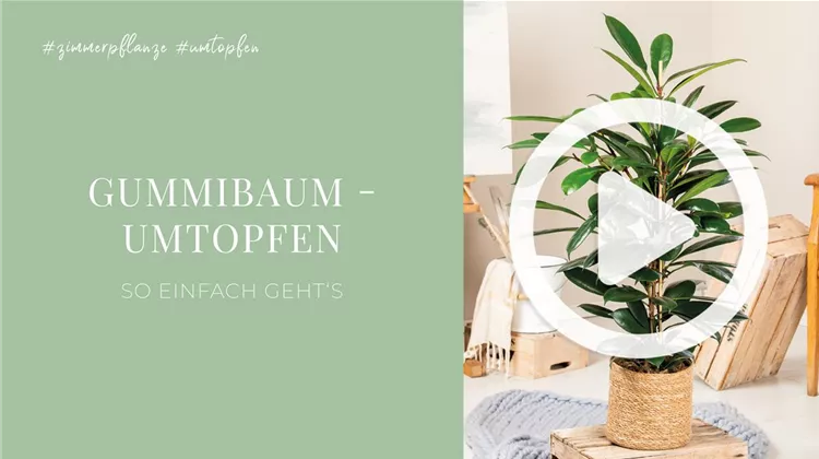 Gummibaum - Umtopfen