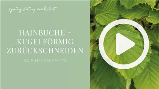 Hainbuche - Kugelförmig zurückschneiden