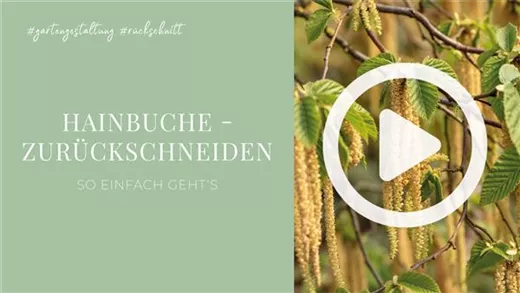 Hainbuche - Zurückschneiden