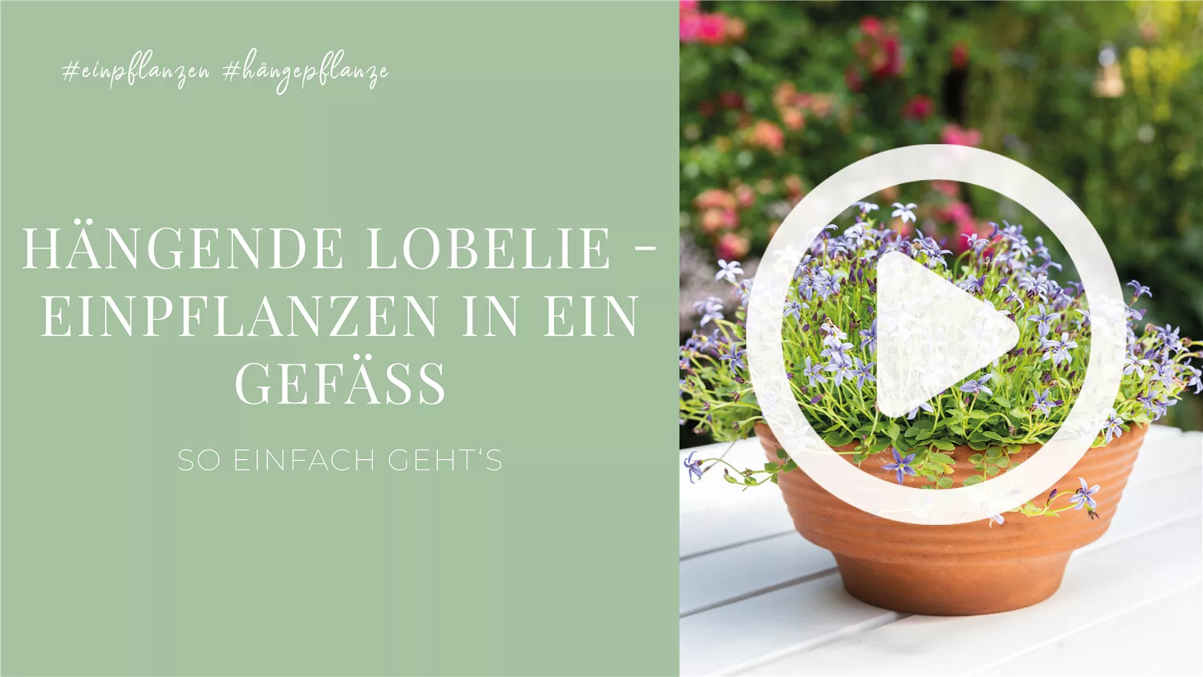 Hängende Lobelie - Einpflanzen in ein Gefäß Hängende Lobelie - Einpflanzen in ein Gefäß