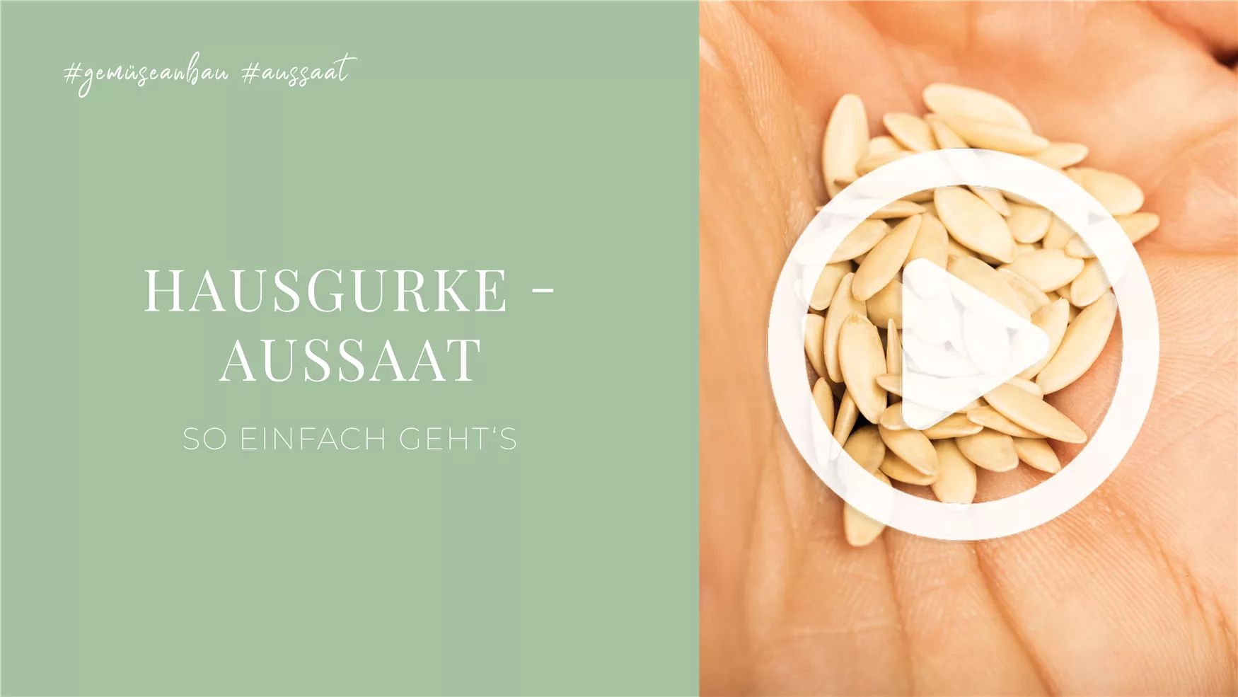 Hausgurke - Aussaat Hausgurke - Aussaat