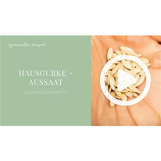 Hausgurke - Aussaat Hausgurke - Aussaat