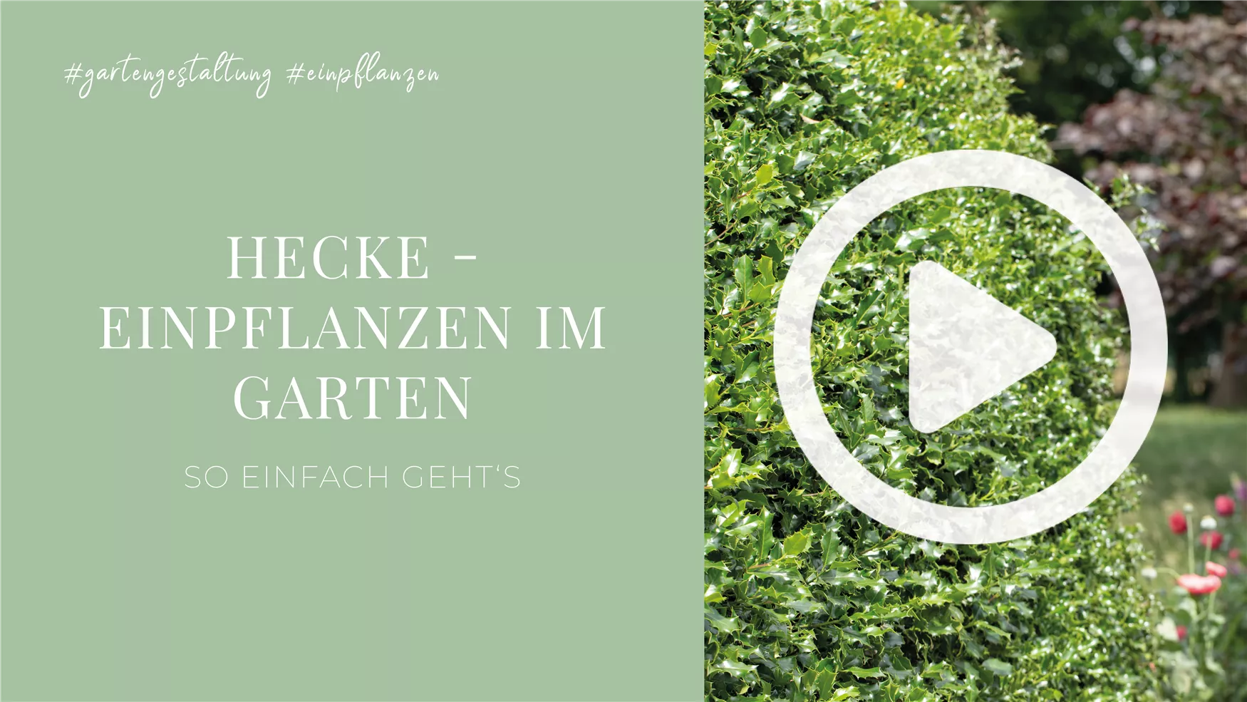 Hecke - Einpflanzen im Garten Hecke - Einpflanzen im Garten