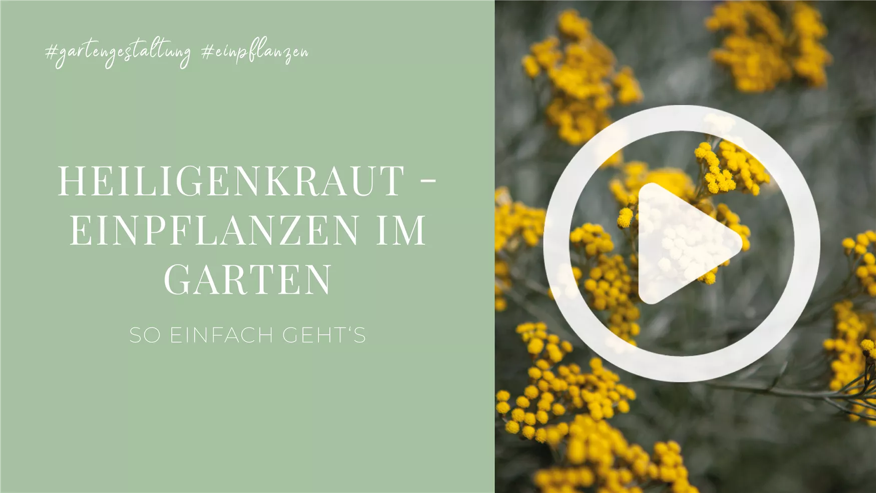 Heiligenkraut - Einpflanzen im Garten Heiligenkraut - Einpflanzen im Garten