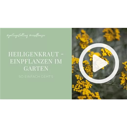 Heiligenkraut - Einpflanzen im Garten Heiligenkraut - Einpflanzen im Garten