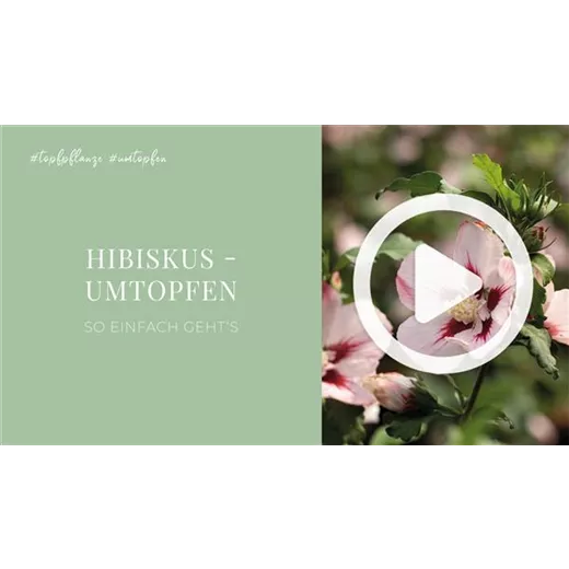 Hibiskus - Umtopfen