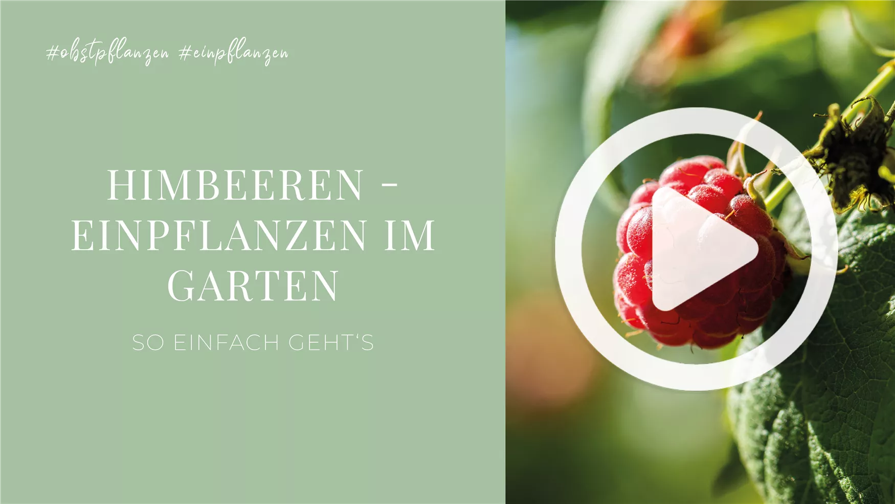 Himbeeren - Einpflanzen im Garten Himbeeren - Einpflanzen im Garten