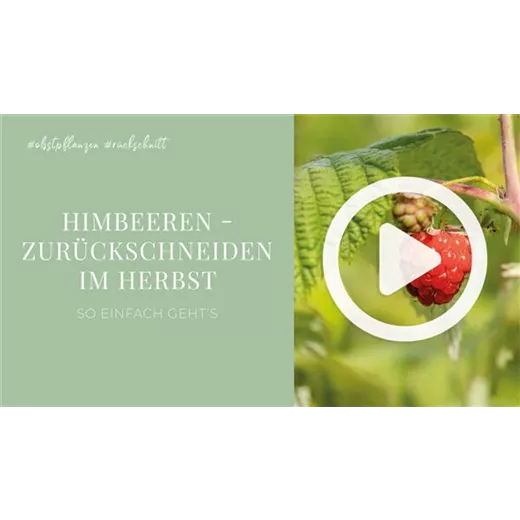 Himbeeren - Zurückschneiden im Herbst
