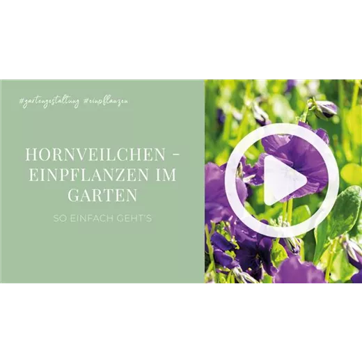 Hornveilchen - Einpflanzen im Garten Hornveilchen - Einpflanzen im Garten