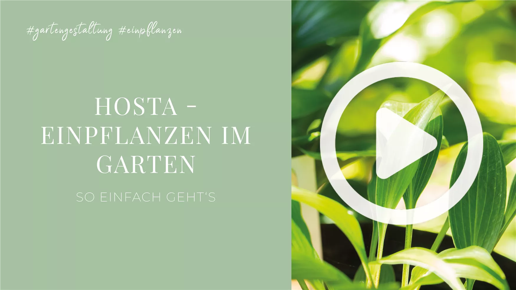 Hosta - Einpflanzen im Garten Hosta - Einpflanzen im Garten