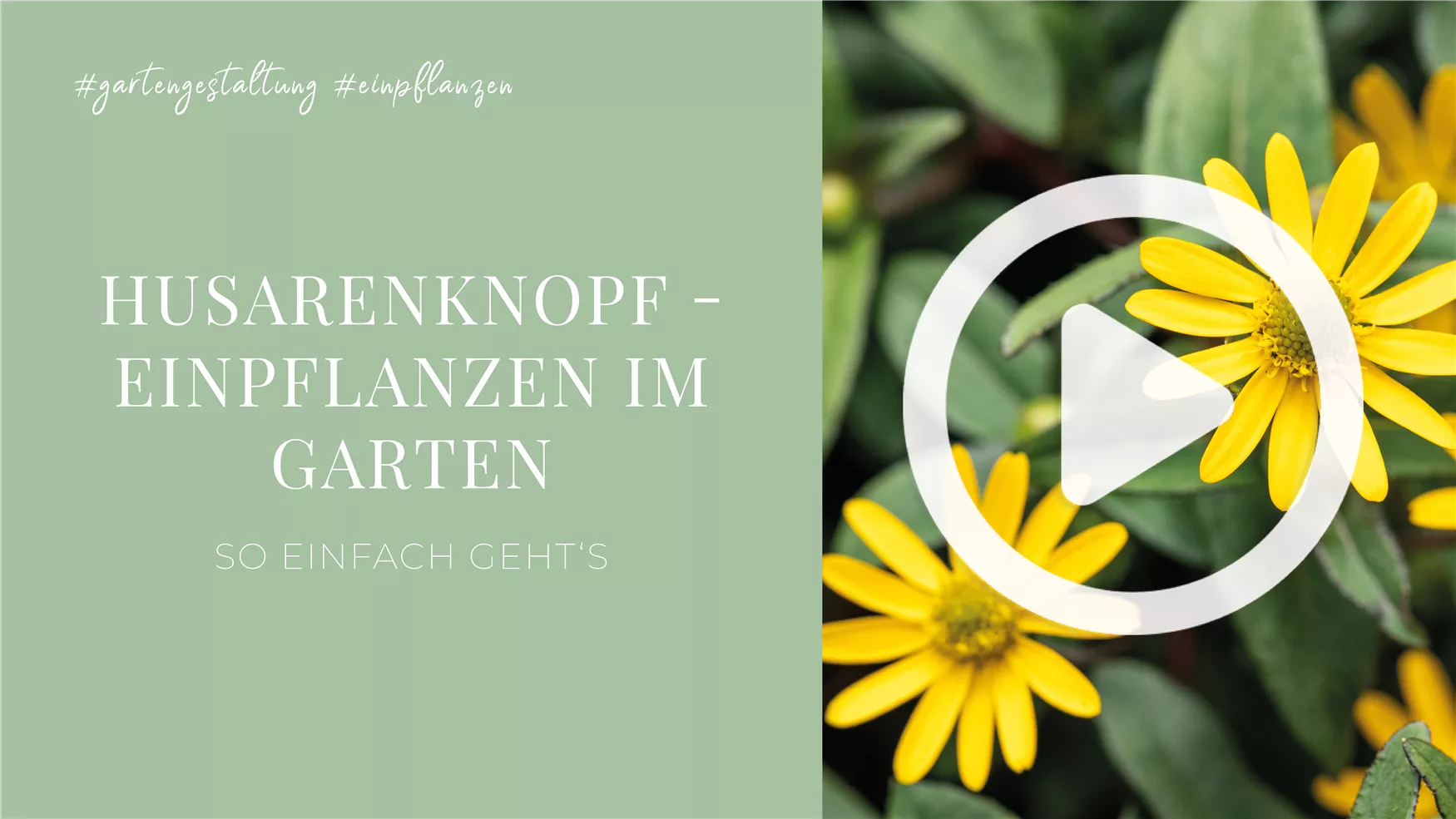 Husarenknopf - Einpflanzen im Garten Husarenknopf - Einpflanzen im Garten