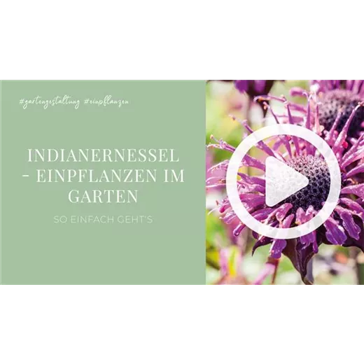 Indianernessel - Einpflanzen im Garten Indianernessel - Einpflanzen im Garten