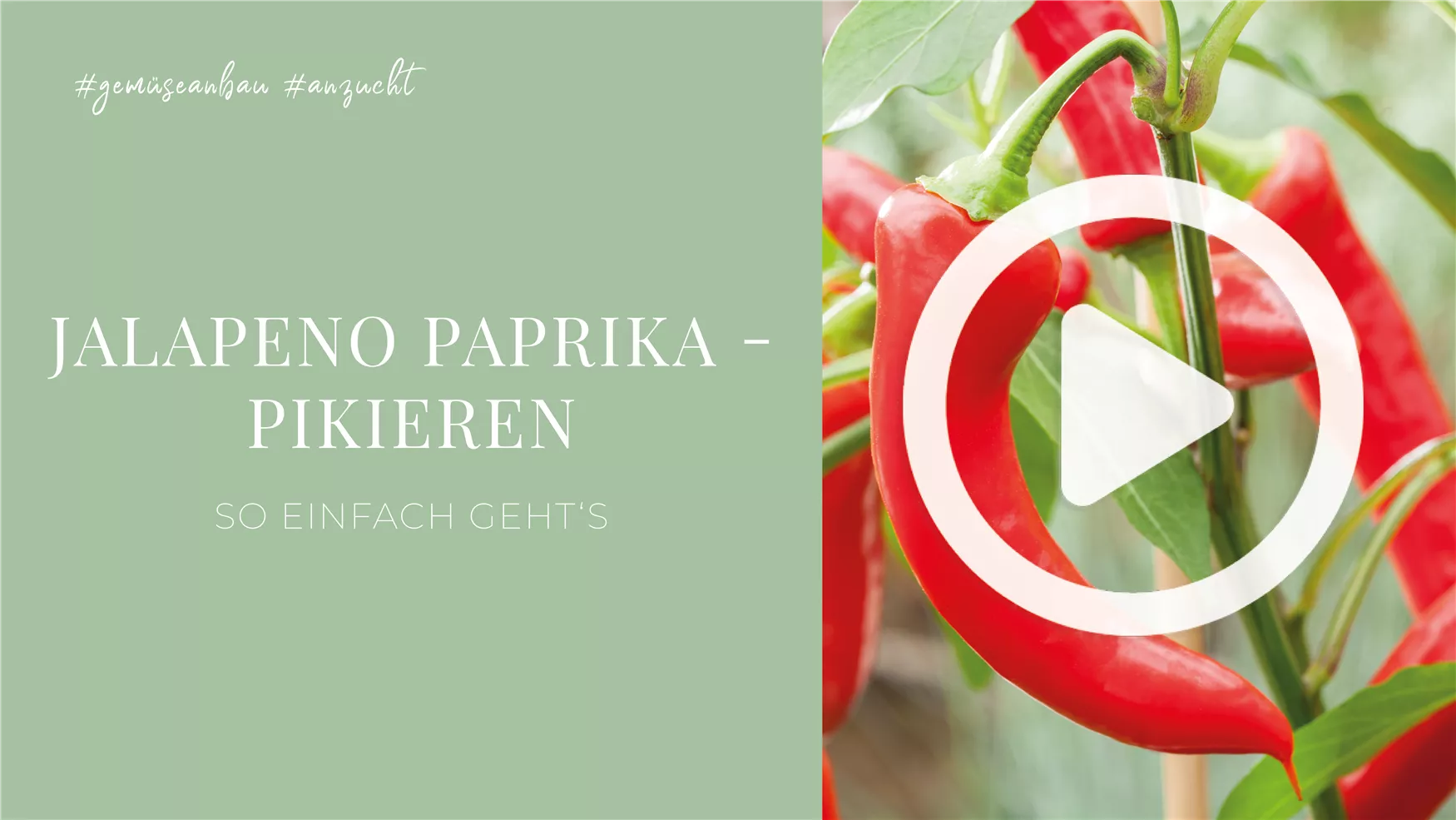 Jalapeno Paprika - Pikieren Jalapeno Paprika - Pikieren
