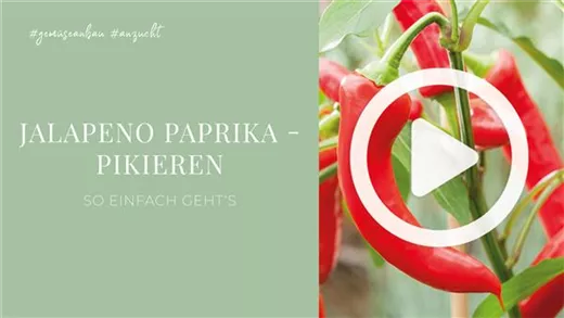 Jalapeno Paprika - Pikieren