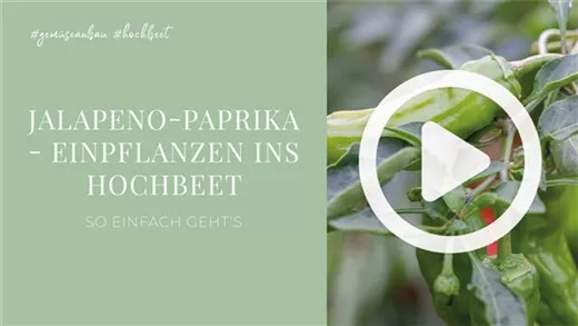 Jalapeno-Paprika - Einpflanzen ins Hochbeet