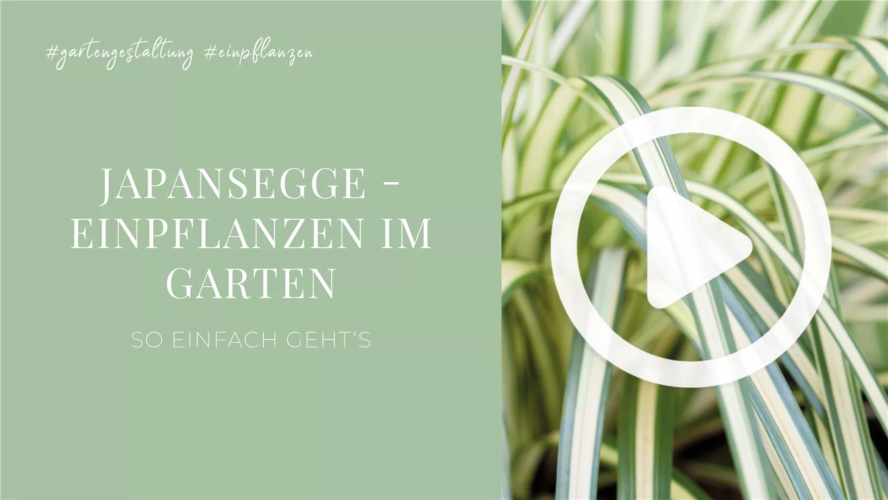 Japansegge - Einpflanzen im Garten Japansegge - Einpflanzen im Garten