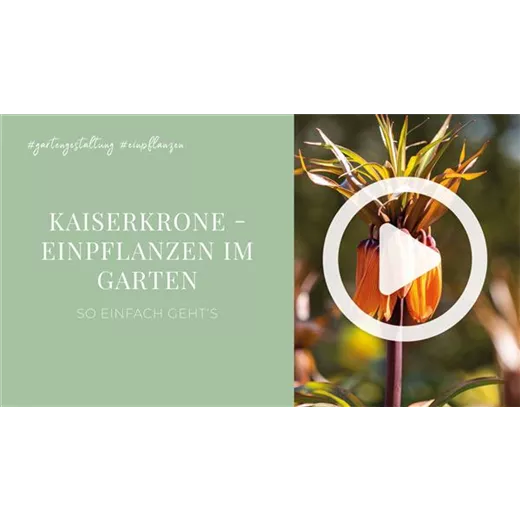 Kaiserkrone - Einpflanzen im Garten Kaiserkrone - Einpflanzen im Garten