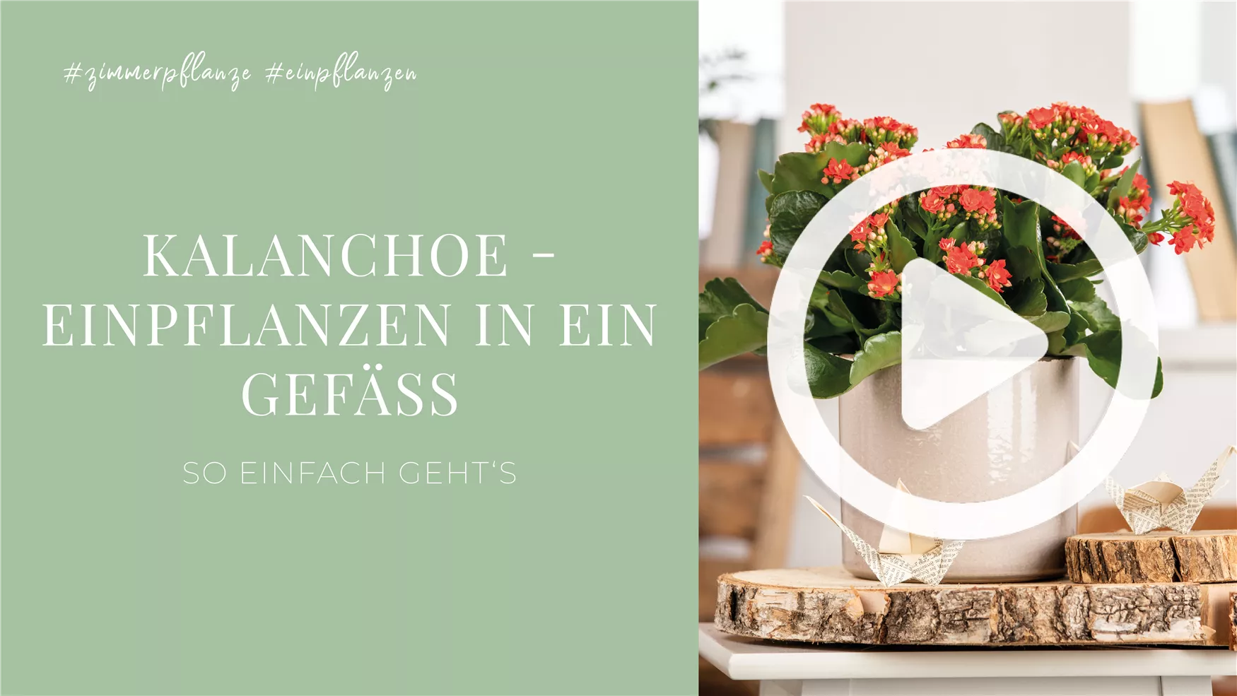 Kalanchoe - Einpflanzen in ein Gefäß Kalanchoe - Einpflanzen in ein Gefäß