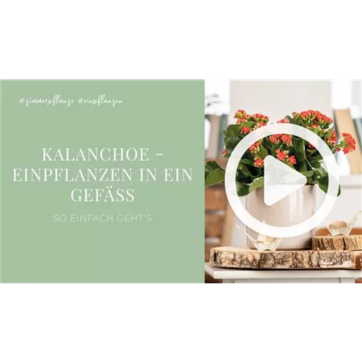Kalanchoe - Einpflanzen in ein Gefäß Kalanchoe - Einpflanzen in ein Gefäß