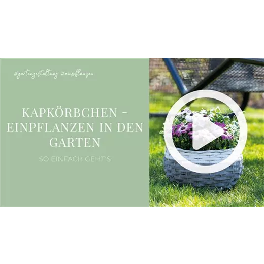 Kapkörbchen - Einpflanzen in den Garten