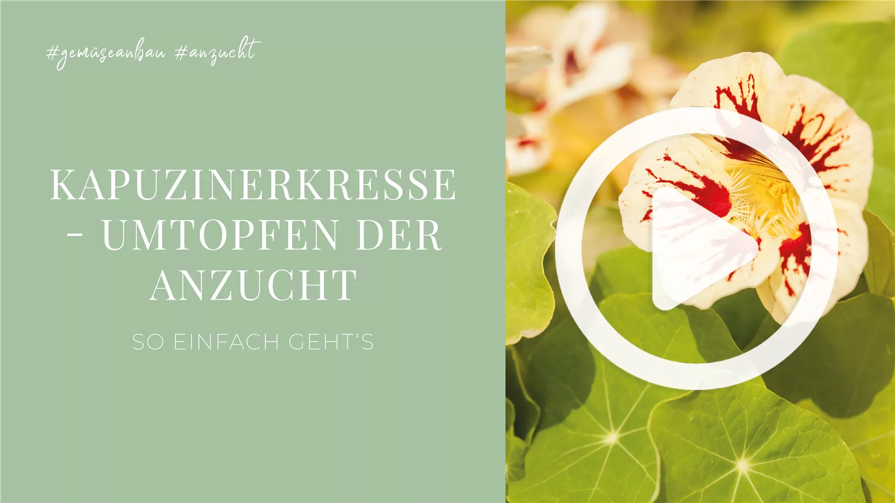 Kapuzinerkresse - Umtopfen der Anzucht Kapuzinerkresse - Umtopfen der Anzucht