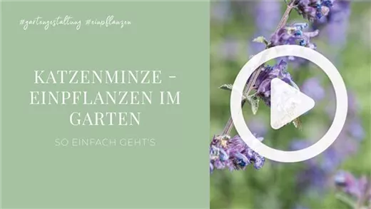Katzenminze - Einpflanzen im Garten