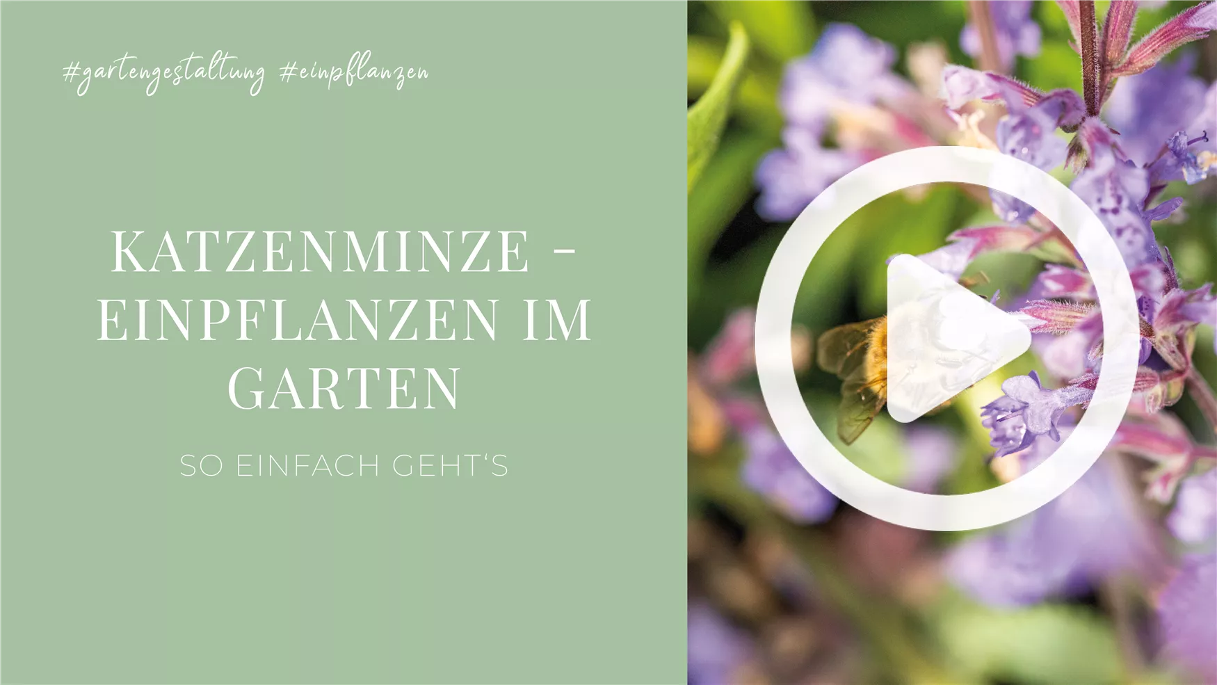 Katzenminze - Einpflanzen im Garten Katzenminze - Einpflanzen im Garten