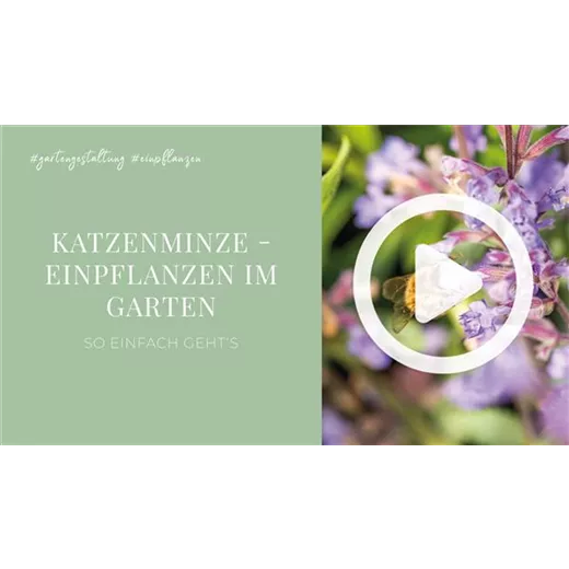 Katzenminze - Einpflanzen im Garten Katzenminze - Einpflanzen im Garten