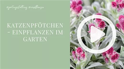 Katzenpfötchen - Einpflanzen im Garten Katzenpfötchen - Einpflanzen im Garten