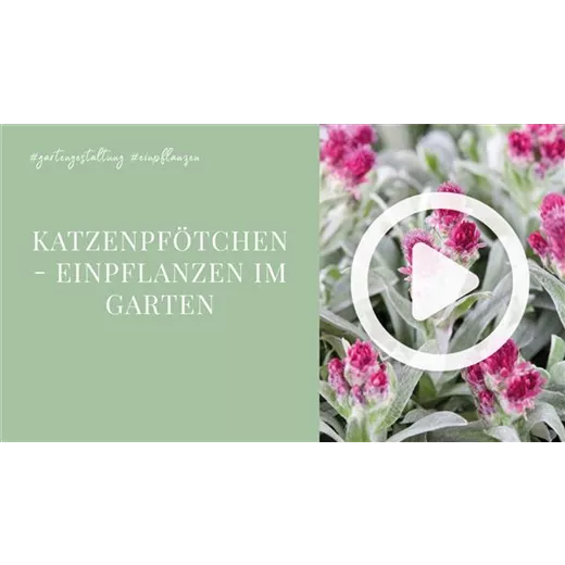 Katzenpfötchen - Einpflanzen im Garten Katzenpfötchen - Einpflanzen im Garten