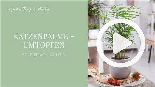 Katzenpalme - Umtopfen