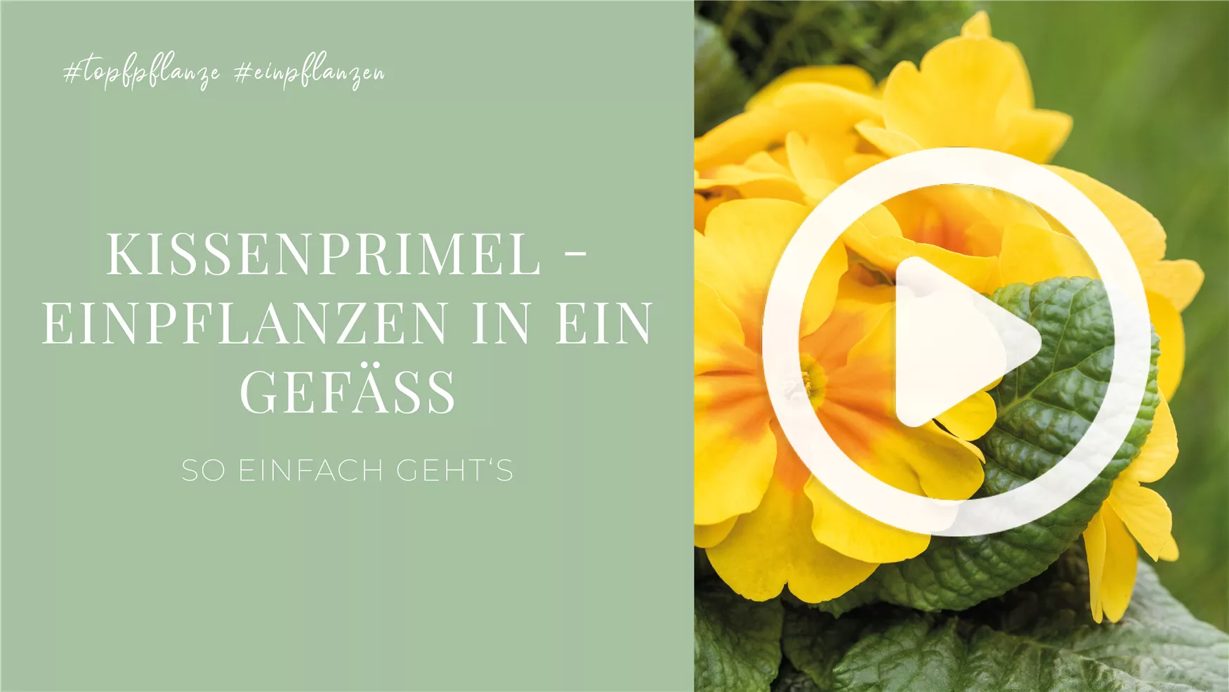 Kissenprimel - Einpflanzen in ein Gefäß Kissenprimel - Einpflanzen in ein Gefäß
