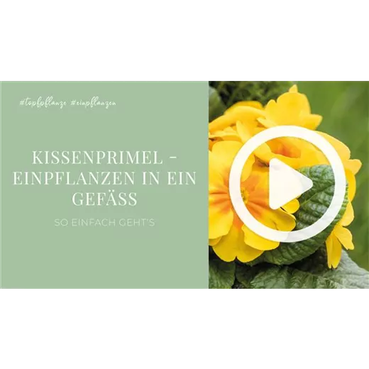 Kissenprimel - Einpflanzen in ein Gefäß Kissenprimel - Einpflanzen in ein Gefäß