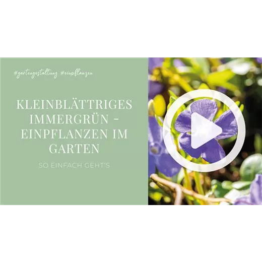 Kleinblättriges Immergrün - Einpflanzen im Garten Kleinblättriges Immergrün - Einpflanzen im Garten